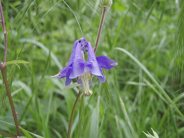 Linum bienne, Aquilegia sp., Veronica chamaedrys